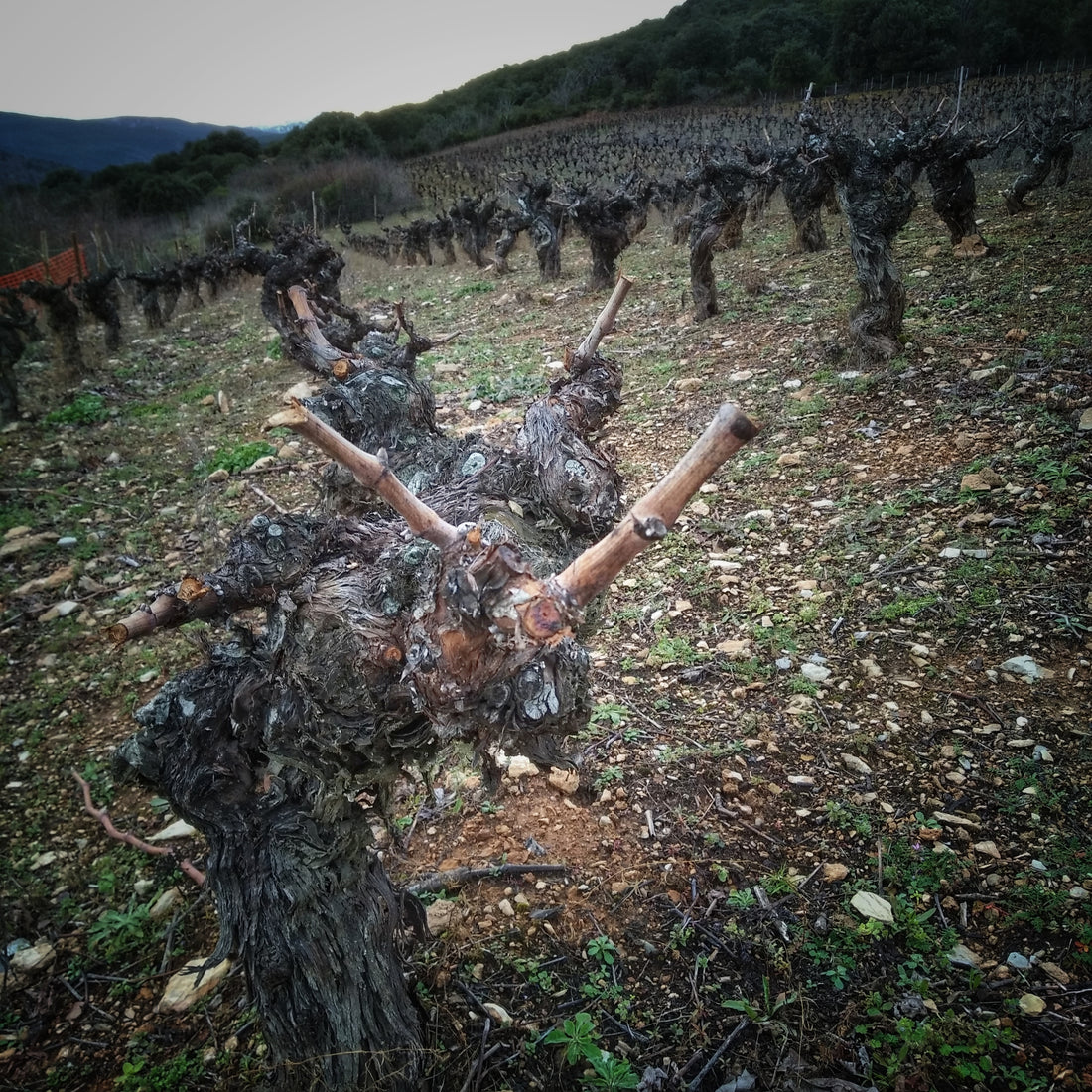 El legado inigualable de las viñas centenarias